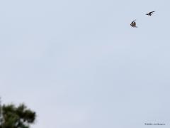 Boomvalk  20220527  In de Oude Buisse Heide broedt de boomvalk. Ik kwam een stelletje tegen laat in de avond boven de heide. Het werd al best donker. Ik zag dat er ook prooi werd overgegeven in de vlucht. De foto's zijn niet al te best maar ja, best donker en best ver weg.