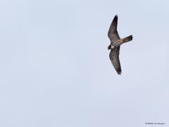 Boomvalk  20220527  In de Oude Buisse Heide broedt de boomvalk. Ik kwam een stelletje tegen laat in de avond boven de heide. Het werd al best donker. Ik zag dat er ook prooi werd overgegeven in de vlucht. De foto's zijn niet al te best maar ja, best donker en best ver weg.