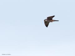 Boomvalk  20220527  In de Oude Buisse Heide broedt de boomvalk. Ik kwam een stelletje tegen laat in de avond boven de heide. Het werd al best donker. Ik zag dat er ook prooi werd overgegeven in de vlucht. De foto's zijn niet al te best maar ja, best donker en best ver weg.