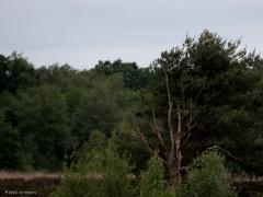 Boomvalk  20220527  In de Oude Buisse Heide broedt de boomvalk. Ik kwam een stelletje tegen laat in de avond boven de heide. Het werd al best donker. Ik zag dat er ook prooi werd overgegeven in de vlucht. De foto's zijn niet al te best maar ja, best donker en best ver weg.