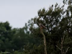 Boomvalk  20220527  Oude Buisse Heide