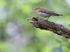 Fluiter  20220519  Dit jaar is de fluiter present in de Pannenhoef. Door zijn opvallende liedje is de druk zingende fluiter vaak wel te vinden. Een goede foto ervan maken is niet eenvoudig omdat het een echte bosvogel is die zich gewoonlijk in een gesloten en daardoor best donker bos ophoudt. Gelukkig worden nogal eens vaste zangposten gebruikt. Opvallend is het echte wit op de buik en de echt gele oogstreep en keel.