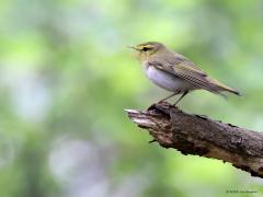 Fluiter  20220519  Dit jaar is de fluiter present in de Pannenhoef. Door zijn opvallende liedje is de druk zingende fluiter vaak wel te vinden. Een goede foto ervan maken is niet eenvoudig omdat het een echte bosvogel is die zich gewoonlijk in een gesloten en daardoor best donker bos ophoudt. Gelukkig worden nogal eens vaste zangposten gebruikt. Opvallend is het echte wit op de buik en de echt gele oogstreep en keel.