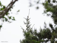 Gekraagde Roodstaart  20220521  Je moet zijn liedje kennen, een goed gehoor hebben en ook nog een goede kijker hebben, dan kun je deze mooie vogel wel vinden omdat ie graag hoog in boomtoppen zijn aanwezigheid kenbaar wil maken. Deze zat te zingen in de Pannenhoef afgelopen week.