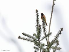 Gekraagde Roodstaart  20220521  Je moet zijn liedje kennen, een goed gehoor hebben en ook nog een goede kijker hebben, dan kun je deze mooie vogel wel vinden omdat ie graag hoog in boomtoppen zijn aanwezigheid kenbaar wil maken. Deze zat te zingen in de Pannenhoef afgelopen week.