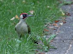 Groene specht  20220530  Deze keer hoefde ik niet zelf naar buiten op zoek naar iets moois. Nee, nu kwam deze mooie volwassen meneer eens op bezoek bij mij in de tuin. Van mij mag ie meer terug komen. Gelukkig had de regen het dubbel glas wat schoon gewassen want de foto's zijn gemaakt vanuit de huiskamer.