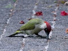 Groene specht  20220530  Deze keer hoefde ik niet zelf naar buiten op zoek naar iets moois. Nee, nu kwam deze mooie volwassen meneer eens op bezoek bij mij in de tuin. Van mij mag ie meer terug komen. Gelukkig had de regen het dubbel glas wat schoon gewassen want de foto's zijn gemaakt vanuit de huiskamer.