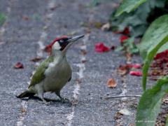 Groene specht  20220530  Tuin