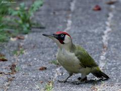 Groene specht  20220530  Deze keer hoefde ik niet zelf naar buiten op zoek naar iets moois. Nee, nu kwam deze mooie volwassen meneer eens op bezoek bij mij in de tuin. Van mij mag ie meer terug komen. Gelukkig had de regen het dubbel glas wat schoon gewassen want de foto's zijn gemaakt vanuit de huiskamer.