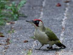 Groene specht  20220530  Tuin
