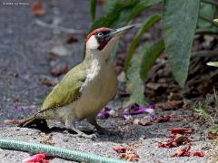 Groene specht  20220530  Tuin