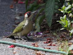 Groene specht  20220530  Tuin