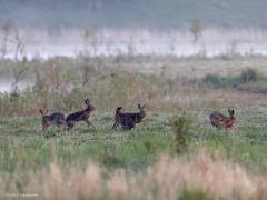 Haas  20220503  Hogerwaardpolder