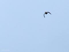 Houtsnip  20220522  Deze keer foto's die alleen de vogelliefhebber zal aanspreken denk ik. Immers, de houtsnip is een speciale vogel die zich heel slecht laat zien, vanwege zijn levenswijze en vanwege zijn schutkleur. De houtsnip komt tot leven als de zon onder is. Deze foto's zijn dan ook in het donker gemaakt (gisteren om 22.30 uur, iso 12800, tv 1/200, f 4,5, 150 mm) hier in Zundert. De houtsnip maakt hier een zogenaamde patrouillevlucht. Met grote snelheid vliegen ze dan even in hun broedgebie