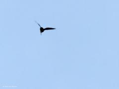 Houtsnip  20220522  Deze keer foto's die alleen de vogelliefhebber zal aanspreken denk ik. Immers, de houtsnip is een speciale vogel die zich heel slecht laat zien, vanwege zijn levenswijze en vanwege zijn schutkleur. De houtsnip komt tot leven als de zon onder is. Deze foto's zijn dan ook in het donker gemaakt (gisteren om 22.30 uur, iso 12800, tv 1/200, f 4,5, 150 mm) hier in Zundert. De houtsnip maakt hier een zogenaamde patrouillevlucht. Met grote snelheid vliegen ze dan even in hun broedgebie