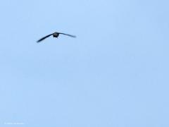 Houtsnip  20220522  Deze keer foto's die alleen de vogelliefhebber zal aanspreken denk ik. Immers, de houtsnip is een speciale vogel die zich heel slecht laat zien, vanwege zijn levenswijze en vanwege zijn schutkleur. De houtsnip komt tot leven als de zon onder is. Deze foto's zijn dan ook in het donker gemaakt (gisteren om 22.30 uur, iso 12800, tv 1/200, f 4,5, 150 mm) hier in Zundert. De houtsnip maakt hier een zogenaamde patrouillevlucht. Met grote snelheid vliegen ze dan even in hun broedgebie