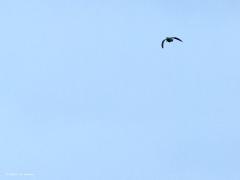Houtsnip  20220522  Deze keer foto's die alleen de vogelliefhebber zal aanspreken denk ik. Immers, de houtsnip is een speciale vogel die zich heel slecht laat zien, vanwege zijn levenswijze en vanwege zijn schutkleur. De houtsnip komt tot leven als de zon onder is. Deze foto's zijn dan ook in het donker gemaakt (gisteren om 22.30 uur, iso 12800, tv 1/200, f 4,5, 150 mm) hier in Zundert. De houtsnip maakt hier een zogenaamde patrouillevlucht. Met grote snelheid vliegen ze dan even in hun broedgebie