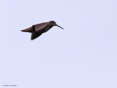 Houtsnip  20220522  Deze keer foto's die alleen de vogelliefhebber zal aanspreken denk ik. Immers, de houtsnip is een speciale vogel die zich heel slecht laat zien, vanwege zijn levenswijze en vanwege zijn schutkleur. De houtsnip komt tot leven als de zon onder is. Deze foto's zijn dan ook in het donker gemaakt (gisteren om 22.30 uur, iso 12800, tv 1/200, f 4,5, 150 mm) hier in Zundert. De houtsnip maakt hier een zogenaamde patrouillevlucht. Met grote snelheid vliegen ze dan even in hun broedgebie