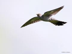 Koekoek  20220516  Ik vertel niets nieuws als ik zeg dat de koekoek een heel bijzondere vogel is. Zo is ook zijn vliegbeeld bijzonder. Hele lange staart. Heel erg spitse vleugels. De vleugels slaan tot heel laag door. Dit alles maakt dat in de vlucht de koekoek gemakkelijk te herkennen is. Hier een vluchtfoto met de vleugels geheel hoog, in het midden en geheel laag gehouden.