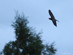 Nachtzwaluw  20220526  In meerdere natuurgebieden in Zundert vliegen momenteel meerdere nachtzwaluwen rond. Een heel boeiende vogel waarmee het best goed gaat nu denk ik. Na zonsondergang worden ze actief, pas als het flink donker is geworden dus. Ik heb geprobeerd ze met iso 12.800/25.600 in de vlucht vast te leggen. Dat levert natuurlijk niet al te veel detail op. Wel is goed te zien dat bij het volwassen mannetje de drie buitenveren van de vleugels en de twee buitenveren van de staart aan be