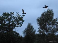 Nachtzwaluw  20220526  In meerdere natuurgebieden in Zundert vliegen momenteel meerdere nachtzwaluwen rond. Een heel boeiende vogel waarmee het best goed gaat nu denk ik. Na zonsondergang worden ze actief, pas als het flink donker is geworden dus. Ik heb geprobeerd ze met iso 12.800/25.600 in de vlucht vast te leggen. Dat levert natuurlijk niet al te veel detail op. Wel is goed te zien dat bij het volwassen mannetje de drie buitenveren van de vleugels en de twee buitenveren van de staart aan be