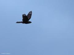 Nachtzwaluw  20220526  In meerdere natuurgebieden in Zundert vliegen momenteel meerdere nachtzwaluwen rond. Een heel boeiende vogel waarmee het best goed gaat nu denk ik. Na zonsondergang worden ze actief, pas als het flink donker is geworden dus. Ik heb geprobeerd ze met iso 12.800/25.600 in de vlucht vast te leggen. Dat levert natuurlijk niet al te veel detail op. Wel is goed te zien dat bij het volwassen mannetje de drie buitenveren van de vleugels en de twee buitenveren van de staart aan be