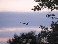 Nachtzwaluw  20220526  Oude Buisse Heide