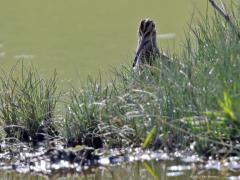 Watersnip  20220508  Eerst werd de nek gestrekt en zo over het groen gekeken of de kust wel veilig was. Ik hield me heel stil en na een tijdje durfde de op zich heel schuwe snip even uit het groen te komen. Goed is de enorme snavel te zien, misschien wel de relatief grootste snavel van alle steltlopers? De ogen staan schuin omhoog op de kop zodat alles in de lucht gemakkelijk gevolgd kan worden. De watersnip staat op de Rode Lijst van Nederlandse broedvogels als 'bedreigd'. Ten opzichte van de ja