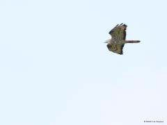 Wespendief  20220513  Vanmorgen hier in Zundert dacht ik op grote afstand een buizerd te zien vliegen. Mijn camera daarop gericht en enkele malen afgedrukt. Bij uitvergroten van de foto zag ik echter meteen dat het een wespendief betrof. De kenmerken zijn overduidelijk. Zoals de duivenkop met gele iris en de zwarte eindbanden aan vleugels en staart. Toch wel fijn deze waarneming nu in Zundert.