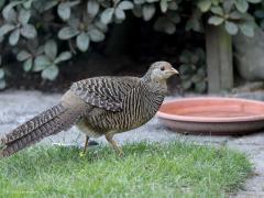 Fazant  20220531  Een paar weken terug had ik dit bezoek in de tuin. Een vrouwtjesfazant. Ik denk niet dat het hier onze gewone wilde fazant betreft? Zou het een goudfazant zijn? Met genummerde pootring, uit een kooi ontsnapt neem ik aan. Na nemen van de foto's liep ie achter een haagje en verloor ik haar uit het oog.