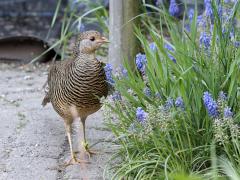 Fazant  20220531  Een paar weken terug had ik dit bezoek in de tuin. Een vrouwtjesfazant. Ik denk niet dat het hier onze gewone wilde fazant betreft? Zou het een goudfazant zijn? Met genummerde pootring, uit een kooi ontsnapt neem ik aan. Na nemen van de foto's liep ie achter een haagje en verloor ik haar uit het oog.