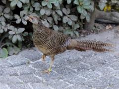 Fazant  20220531  Een paar weken terug had ik dit bezoek in de tuin. Een vrouwtjesfazant. Ik denk niet dat het hier onze gewone wilde fazant betreft? Zou het een goudfazant zijn? Met genummerde pootring, uit een kooi ontsnapt neem ik aan. Na nemen van de foto's liep ie achter een haagje en verloor ik haar uit het oog.