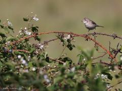 Grasmus  20220603  Regte Heide