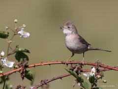 Grasmus  20220603  Regte Heide