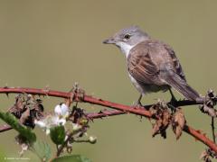 Grasmus  20220603  Regte Heide