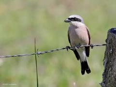 Grauwe klauwier  20220604  Het mannetje liet zich veel minder vaak zien. Het lijkt wel dat hij waakzamer is dan het vrouwtje. Gelukkig kon ik nog een paar foto's van deze mooie meneer maken.