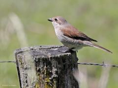 Grauwe klauwier  20220603  Op de Regte Heide laten momenteel een koppeltje grauwe klauwieren zich goed zien. Ze zijn een stuk kleiner dan dat ik dacht, maar ja zo vaak heb ik ze nog niet gezien. Gelukkig komen ze nu in onze omgeving ook voor.