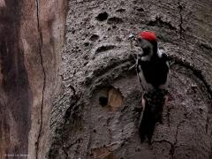 Middelste bonte specht  20220526  Oude Buisse Heide