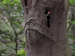 Middelste bonte specht  20220526  Oude Buisse Heide