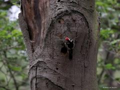 Middelste Bonte Specht  20220606  Erg slim vind ik deze middelste niet. Heeft ie heel de Oude Buisse Heide tot zijn beschikking en dan bouwt ie zijn nest in een dode boom die direct naast een van de drukste paden staat. En dan die ongeduldige kleuters nog. Die kwebbelen heel de tijd om eten en verraden zo dat de boom bewoond is. Gelukkig is het hier goed afgelopen en zijn de kleuters uitgevlogen.