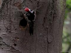 Middelste bonte specht  20220526  Oude Buisse Heide