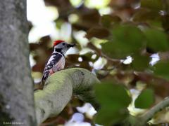 Middelste Bonte Specht  20220602  Frappant dat deze half grote bonte specht in zo weinig jaren zich veelvoudig heeft gevestigd in onze streken. Hier foerageert er een in de Oude Buisse Heide. Ze zoeken graag insecten in met mos begroeide boomdelen. Een leuke specht, fijn dat ie bij ons zich thuis is gaan voelen.