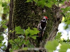 Middelste Bonte Specht  20220602  Frappant dat deze half grote bonte specht in zo weinig jaren zich veelvoudig heeft gevestigd in onze streken. Hier foerageert er een in de Oude Buisse Heide. Ze zoeken graag insecten in met mos begroeide boomdelen. Een leuke specht, fijn dat ie bij ons zich thuis is gaan voelen.