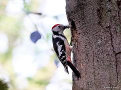 Middelste Bonte Specht  20220606  Erg slim vind ik deze middelste niet. Heeft ie heel de Oude Buisse Heide tot zijn beschikking en dan bouwt ie zijn nest in een dode boom die direct naast een van de drukste paden staat. En dan die ongeduldige kleuters nog. Die kwebbelen heel de tijd om eten en verraden zo dat de boom bewoond is. Gelukkig is het hier goed afgelopen en zijn de kleuters uitgevlogen.