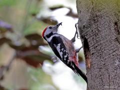 Middelste Bonte Specht  20220606  Erg slim vind ik deze middelste niet. Heeft ie heel de Oude Buisse Heide tot zijn beschikking en dan bouwt ie zijn nest in een dode boom die direct naast een van de drukste paden staat. En dan die ongeduldige kleuters nog. Die kwebbelen heel de tijd om eten en verraden zo dat de boom bewoond is. Gelukkig is het hier goed afgelopen en zijn de kleuters uitgevlogen.