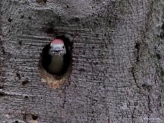 Middelste Bonte Specht  20220606  Erg slim vind ik deze middelste niet. Heeft ie heel de Oude Buisse Heide tot zijn beschikking en dan bouwt ie zijn nest in een dode boom die direct naast een van de drukste paden staat. En dan die ongeduldige kleuters nog. Die kwebbelen heel de tijd om eten en verraden zo dat de boom bewoond is. Gelukkig is het hier goed afgelopen en zijn de kleuters uitgevlogen.