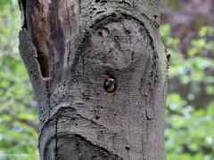 Middelste Bonte Specht  20220606  Erg slim vind ik deze middelste niet. Heeft ie heel de Oude Buisse Heide tot zijn beschikking en dan bouwt ie zijn nest in een dode boom die direct naast een van de drukste paden staat. En dan die ongeduldige kleuters nog. Die kwebbelen heel de tijd om eten en verraden zo dat de boom bewoond is. Gelukkig is het hier goed afgelopen en zijn de kleuters uitgevlogen.