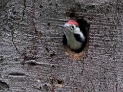 Middelste Bonte Specht  20220606  Erg slim vind ik deze middelste niet. Heeft ie heel de Oude Buisse Heide tot zijn beschikking en dan bouwt ie zijn nest in een dode boom die direct naast een van de drukste paden staat. En dan die ongeduldige kleuters nog. Die kwebbelen heel de tijd om eten en verraden zo dat de boom bewoond is. Gelukkig is het hier goed afgelopen en zijn de kleuters uitgevlogen.