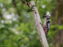 Middelste bonte specht  20220526  Oude Buisse Heide