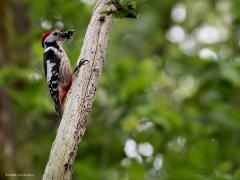 Middelste Bonte Specht  20220602  Frappant dat deze half grote bonte specht in zo weinig jaren zich veelvoudig heeft gevestigd in onze streken. Hier foerageert er een in de Oude Buisse Heide. Ze zoeken graag insecten in met mos begroeide boomdelen. Een leuke specht, fijn dat ie bij ons zich thuis is gaan voelen.